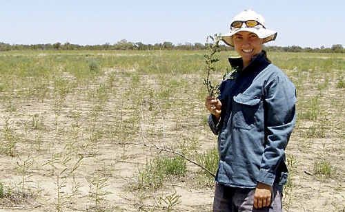 Botany student Jenny Silcock holds a native licorice plant near Lake Dartmouth, north-west of Charleville. Botany student Jenny Silcock holds a native licorice plant near Lake Dartmouth, north-west of Charleville.